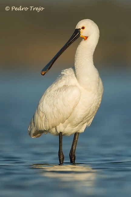 Espatula (Platalea leucorodia)